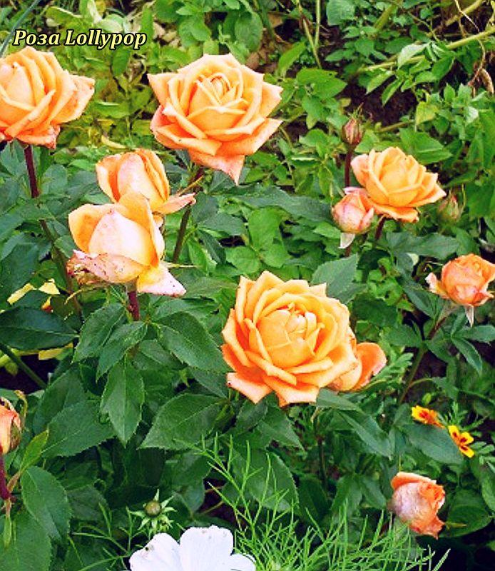 Характеристики рози лоліпоп