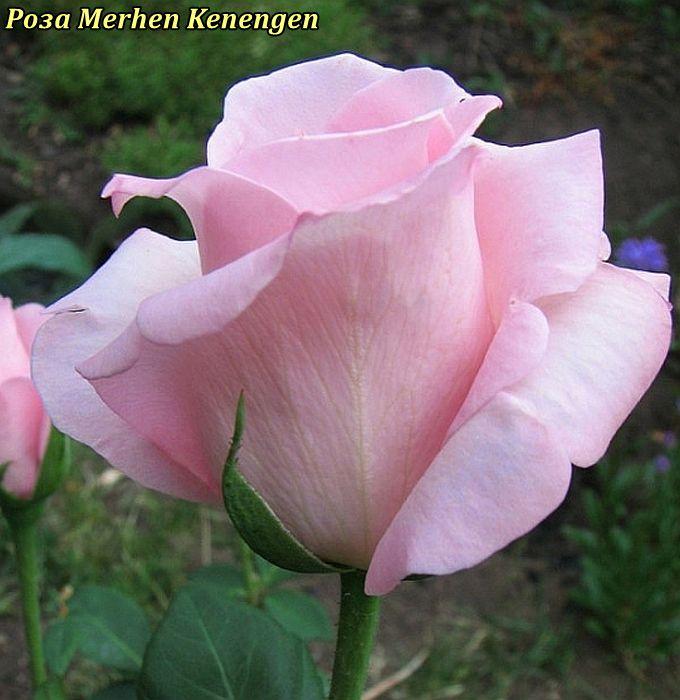 Троянда Merhen Kenengen (Мерхен Кенінген), фото 1