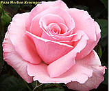 Троянда Merhen Kenengen (Мерхен Кенінген), фото 2