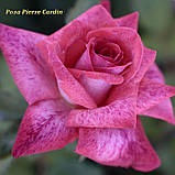 Троянда Pierre Cardin (П'єр Корден) гор 3л ч/г, фото 2