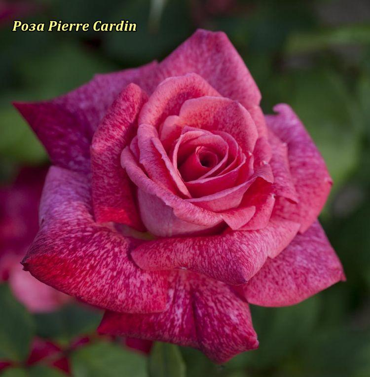 Троянда Pierre Cardin (П'єр Корден) гор 3л ч/г, фото 1