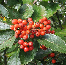 Рябіна плакуча ряболиста