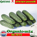 Насіння, огірок ультраранній KS 70, суперпучковий, ТМ Kitano Seeds, фото 3