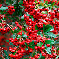 Саженцы пираканта Ред Колумн (Pyracantha coccinea Red Column)