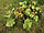 Друшник звичайний 100 грамів, трава дурник-шнуха, фото 2