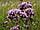 Душиця звичайна, трава материнки 50 грамів — (Origanum vulgare), фото 4