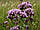Душиця звичайна, трава материнки 50 грамів — (Origanum vulgare), фото 5