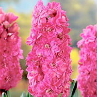 Гіацинт махровий Chestnut Flower цибулини 16/17