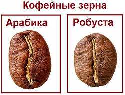 Чим відрізняється арабіка від робусти?