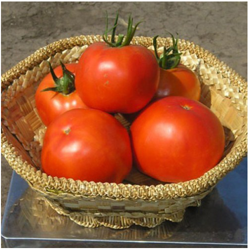 ГРАВІТЕТ F1 - насіння томату, Syngenta