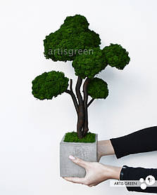 Дерево бонсай зі стабілізованого скандинавського моху від Artis Green, топіарій 50 cm