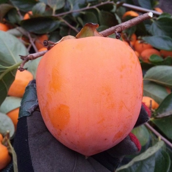 Саджанці хурми Українка (трирічна) - рання, морозостійка, самоплідна, фото 1