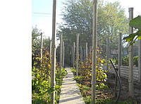 Столбики виноградные бетонные в Запорожье. Длина 2,5м. Под рабицу, виноград. Столбы железобетонные.