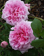 Компт де Шамбор — (Comte de Chambord)