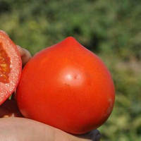 Семена томата Каста F1/ Супернова F1, 10 семян ранний (65 дней), красный, детерминантный, круглый