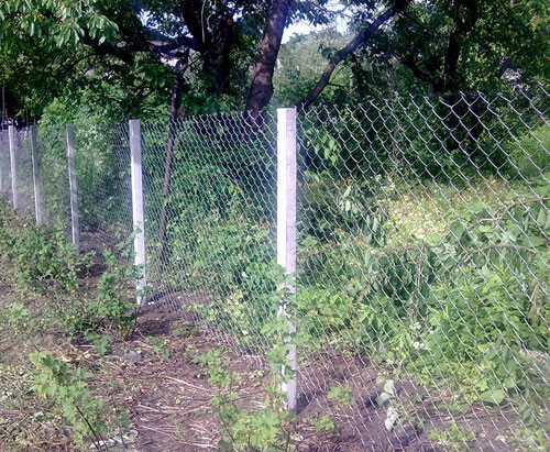 Стовбики виноградні в Запоріжжі., фото 1