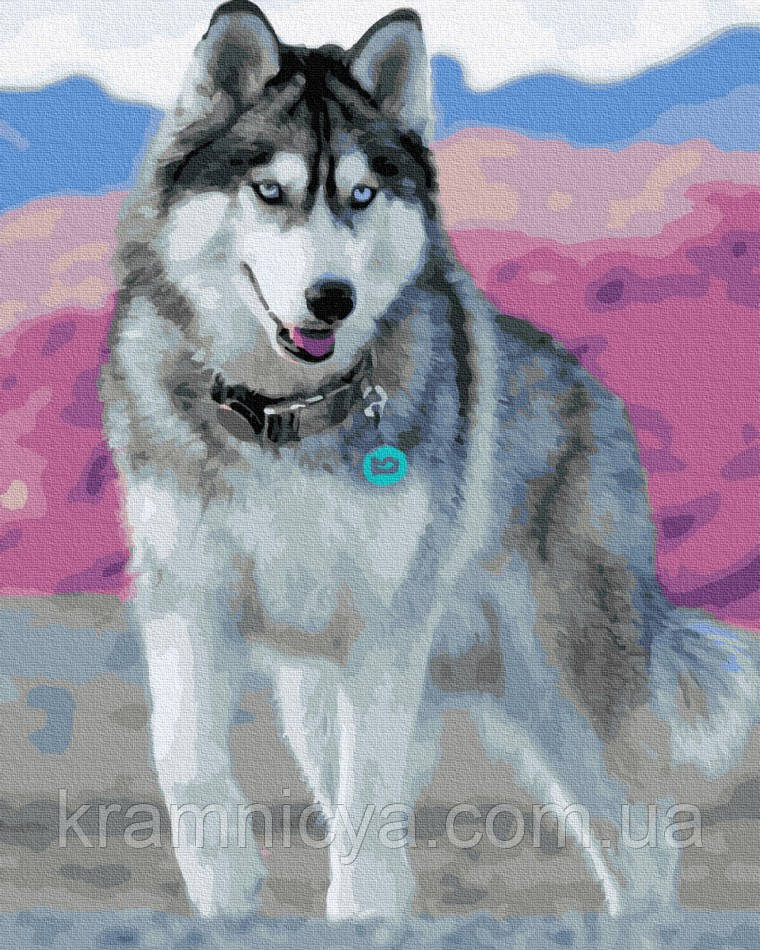 Картина за номерами Блакитноокий хаскі, 40x50 Rainbow Art (GX30393), фото 1