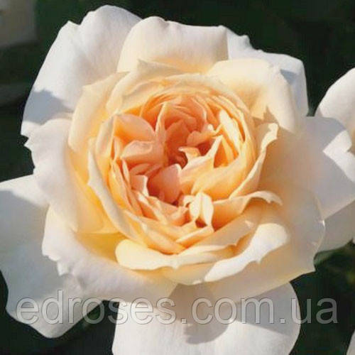 Лайн Роуз ( Lions Rose), фото 1