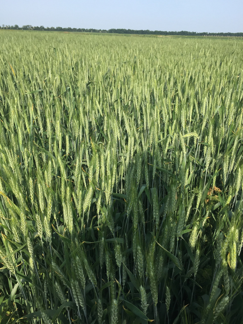 Семена пшеница озимая - фото 4 - id-p7393266