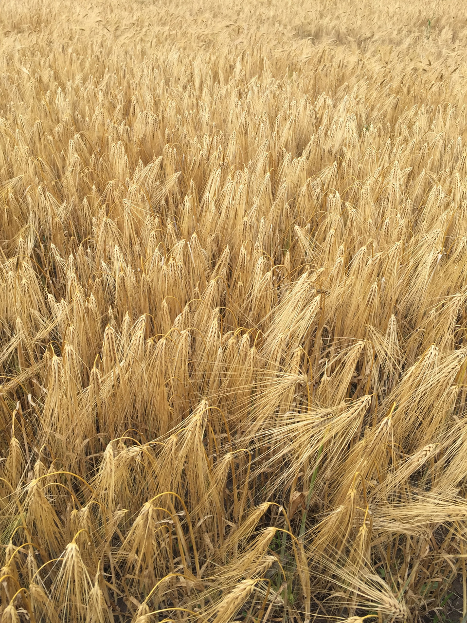 Семена пшеница озимая - фото 8 - id-p7393266