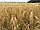 Насіння пшениця зима, фото 9