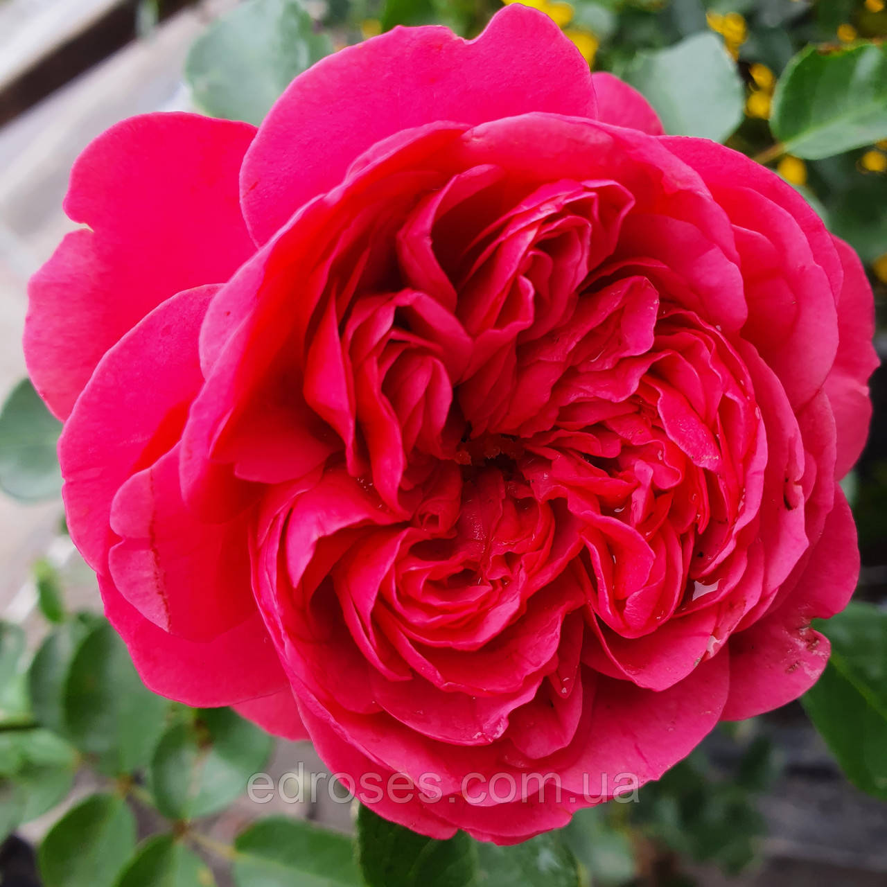 Меджик Рококо (Magic Rokoko), фото 1