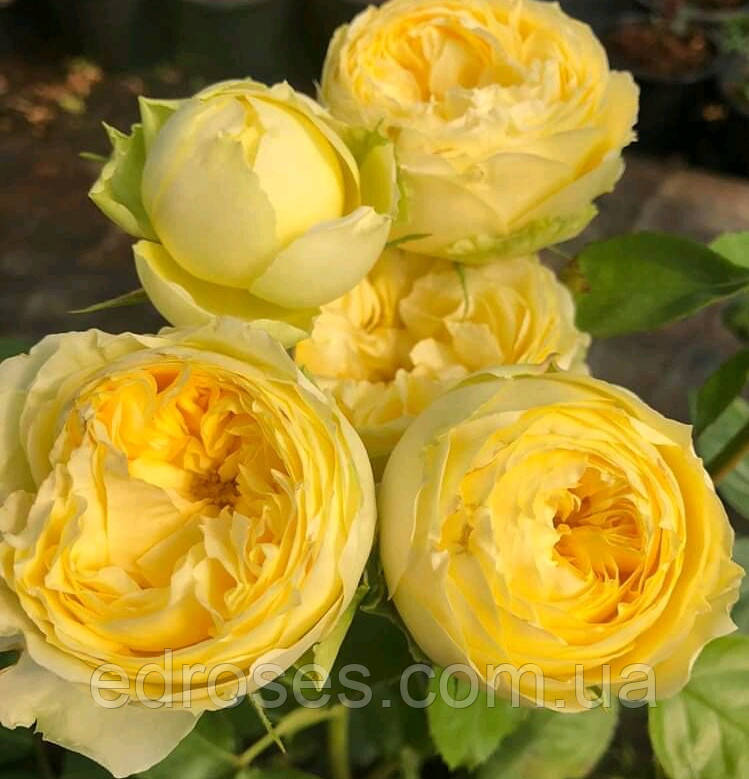 Лемон Помпон (Lemon Pompon), фото 1