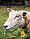 Шийні таблички для маркування овець, кіз, 25 шт/упак, фото 2