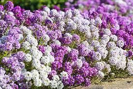 Купить Семена Лобулярия Королевский ковер смесь 0,1 грамма Hem Zaden ...