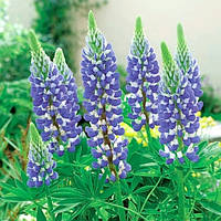 Люпин Governor, корінь