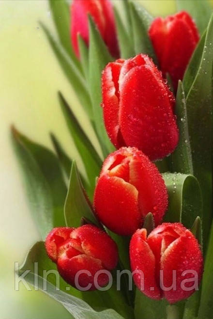 Алмазна вишивка на підрамнику Перші тюльпани 20 х 30 см (арт. TN454), фото 1