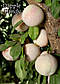 Саджанці плуота - гібрида( слива + абрикос ) Дапл Данді ( США ), фото 3