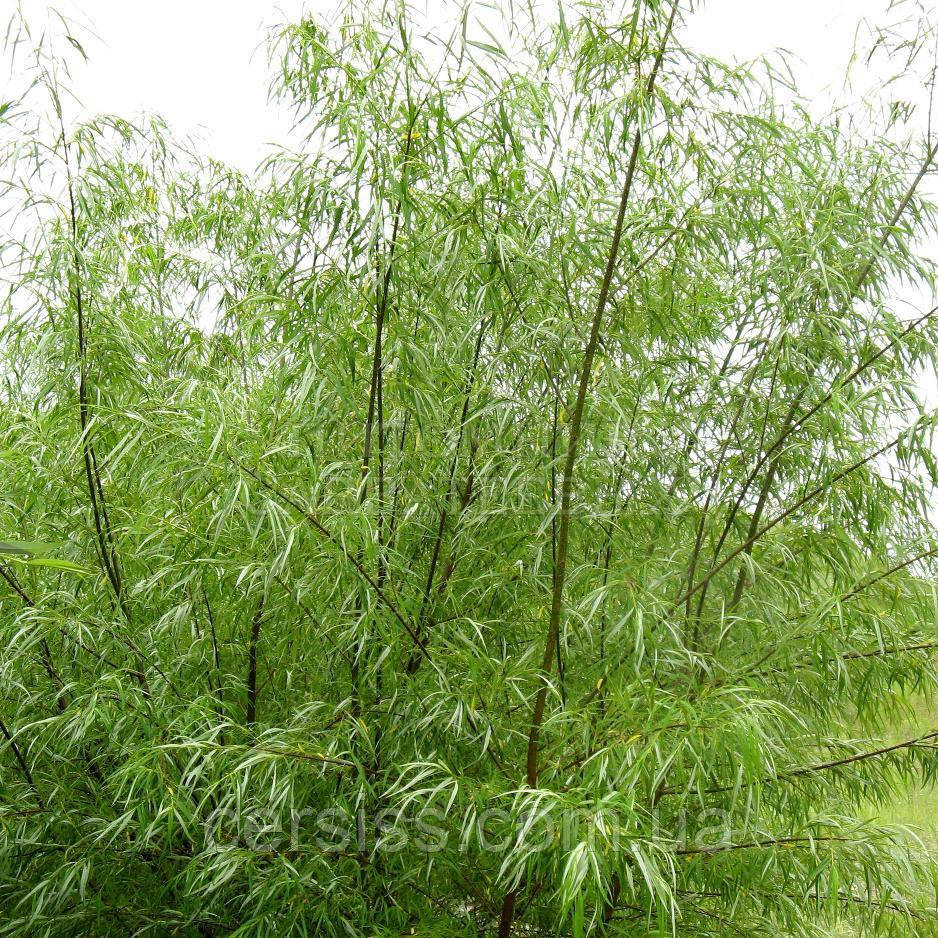 Верба Шверіна, Salix schwerinii