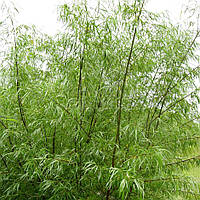Верба Шверіна,  Salix schwerinii