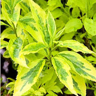 Форзиція середня Голден таймс ,Forsythia golden times