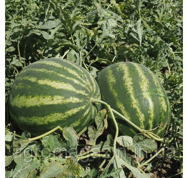 Кавун Епіка F1 (1000нас.) Clause