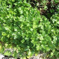 Петрушка Балконна грядка 2 г Agromaksi