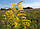 Золотушник канадський, трава золотушника 50 грам (Solidago canadensis), фото 3