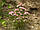 Золотисячник малий, трава золототисячника 50 грамів (Centaurium umbellatum), фото 2