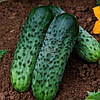 Огірок Караоке 10 шт Inter Seeds, фото 3