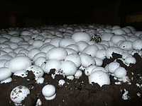 Важливість використання грибного компосту