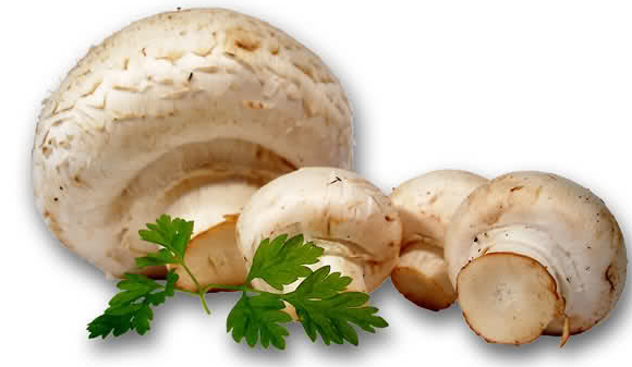 Міцелій ПЕЧЕРИЦІ (Міцелій печериць), фасовка по 1 кг