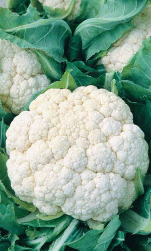 Капуста кольорова Гудман F1 Syngenta Агропакгруп 100 шт., фото 1