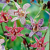 Орхідея садова (тріціртіс)