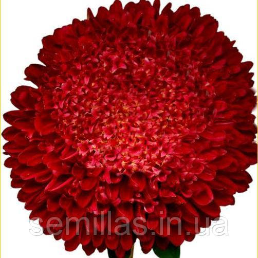 Насіння айстри Принцеса, 5 гр., крімсон, хризантемовидная