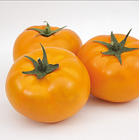 Томат Апельсин Элитный Ряд 1 г