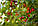 Кизил сушений 100 грамів (Cornus mas fructus, European Cornel), фото 4