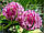 Клевер луговий (Trifolium pratense), квітки 50 грамів, фото 2