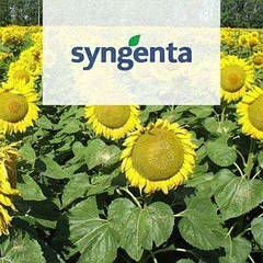 Поповнення посівного матеріалу в особі Syngenta!