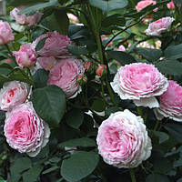 Саженцы розы английской Джеймс Гелвей(Rose James Galway)